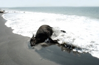 Dead shore