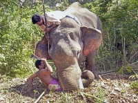 Angry tusker