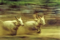 Bullrace-panning