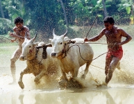 Farmers-festival