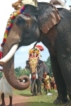 Temple-festival